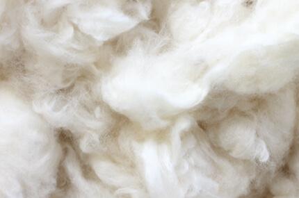 coton-bio